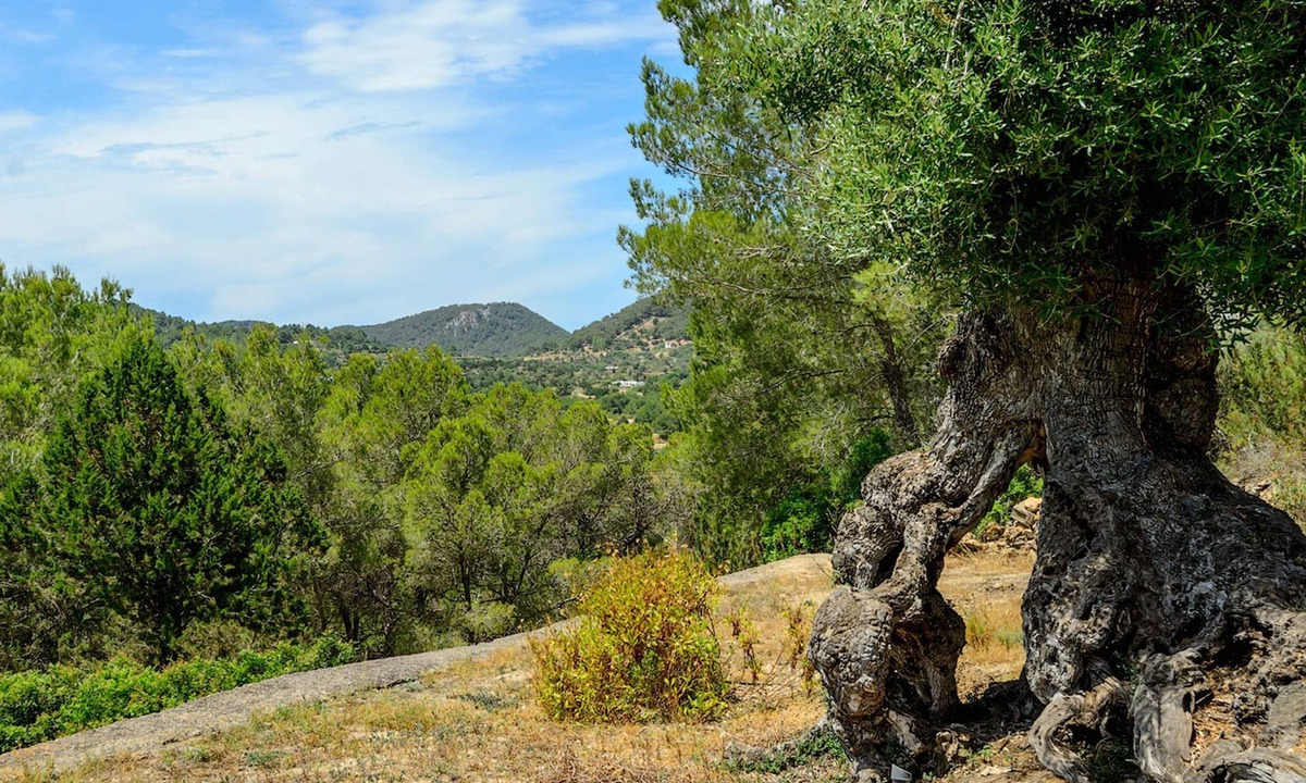 Sant Llorenc de Balafia Villa | Villa Can Rafalet in Ibiza