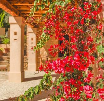Sant Josep de sa Talaia House | Can Tumasito