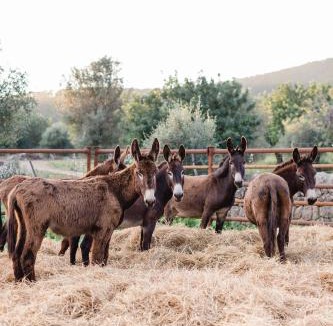 Santa Maria del Cami House | Finca Es Cabàs