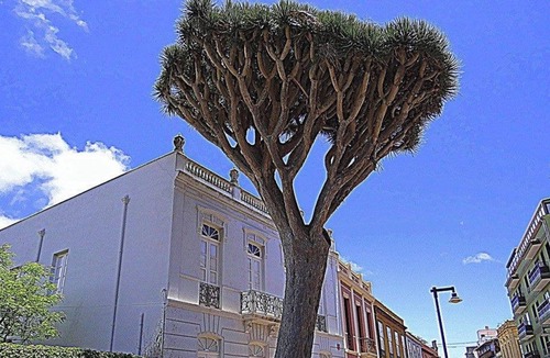 Historical Center Apartment | MAYA APARTMENT (LA LAGUNA-CENTRO)