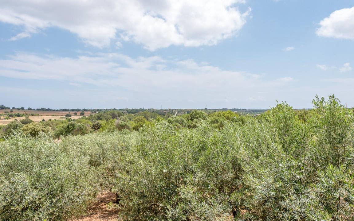 Photo of Outdoor in Sant Llorenc des Cardassar