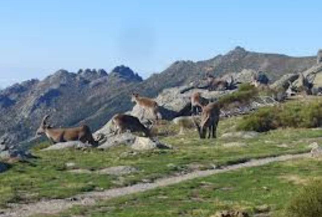 Photo of Others in Miraflores de la Sierra
