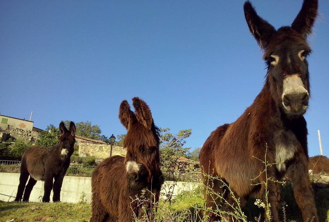 Photo of Others in Robledondo