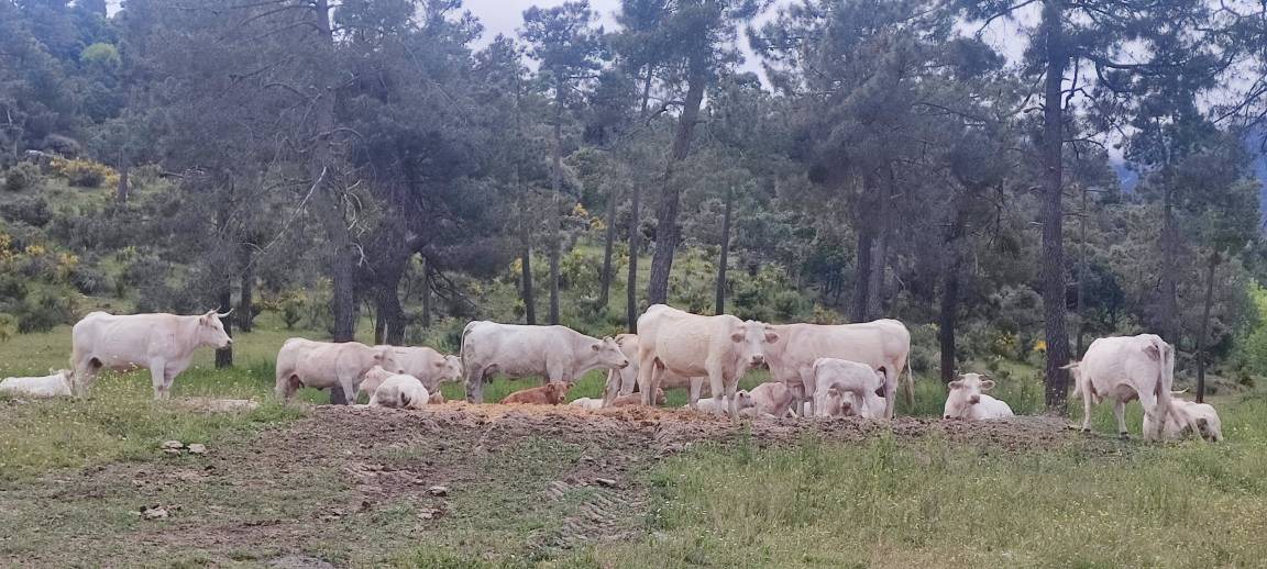 Photo of Outdoor in Navaluenga