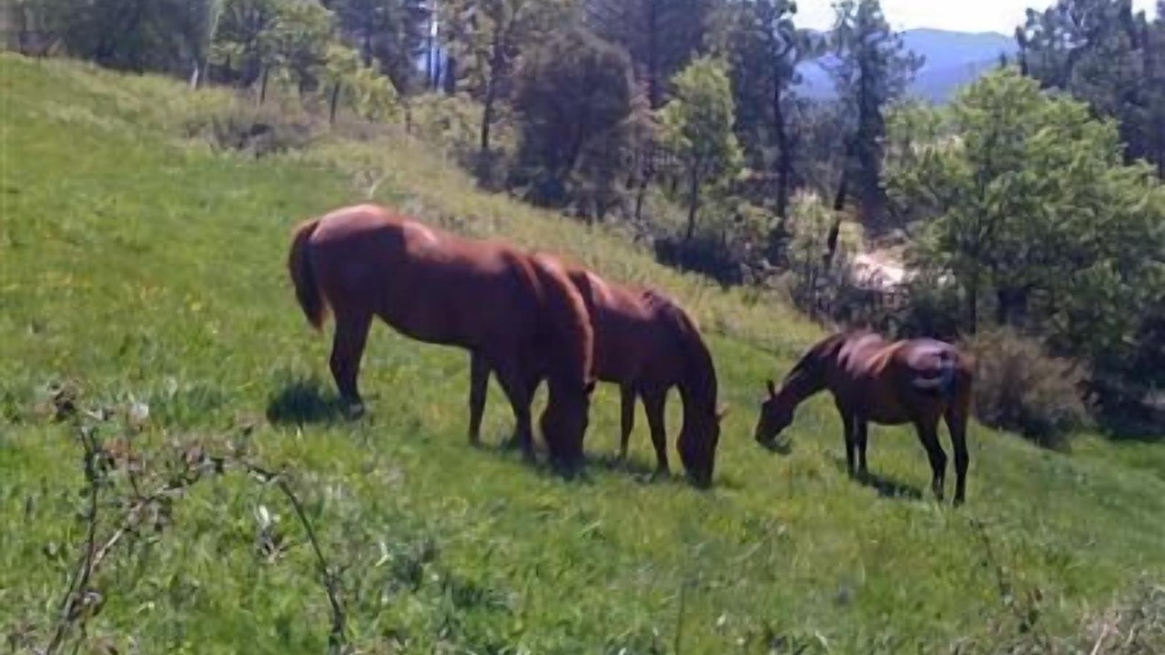 Photo of Outdoor in Piedralaves