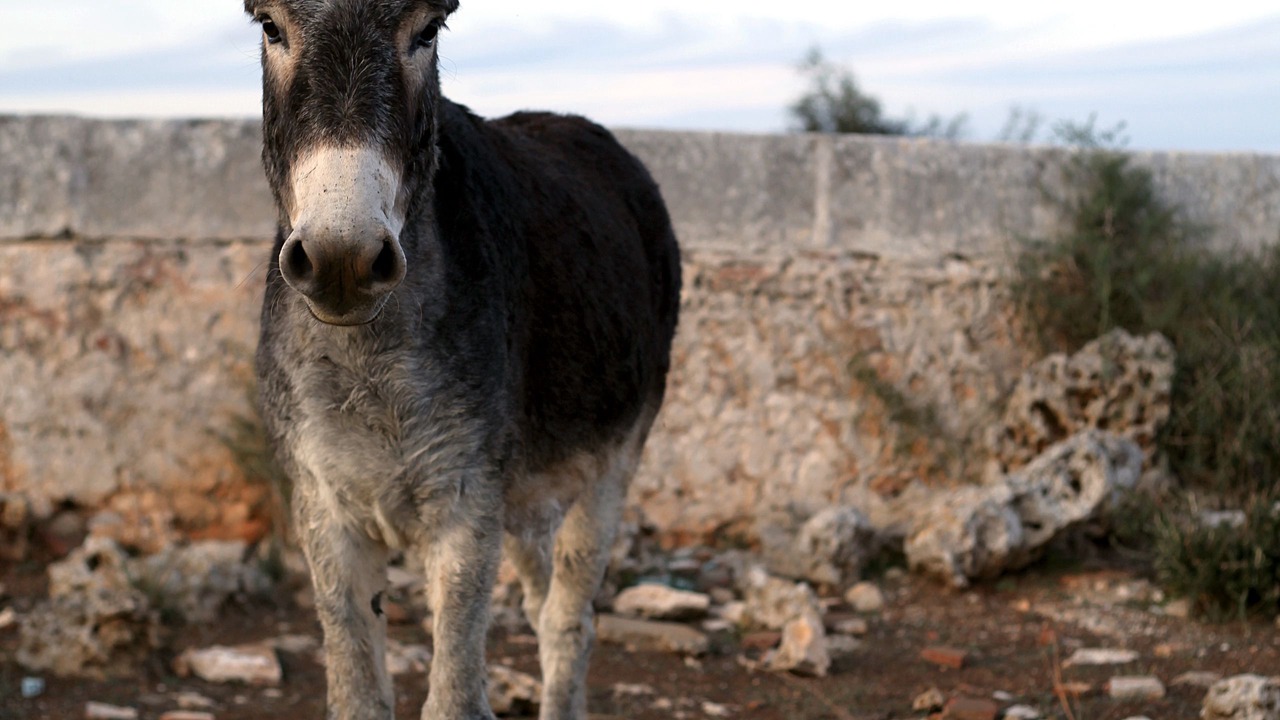 Photo of Others in Mahon
