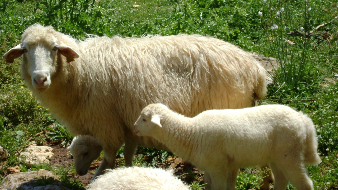 Photo of Others in Mahon