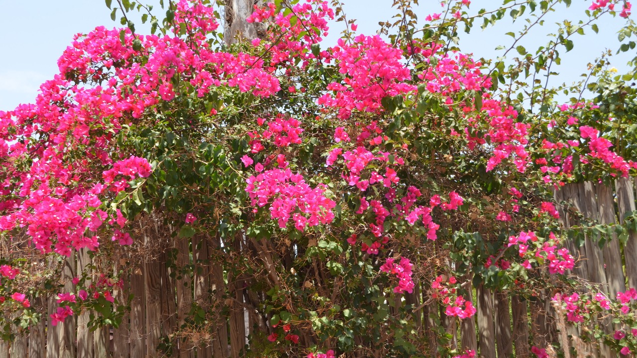 Photo of Outdoor in Los Valientes