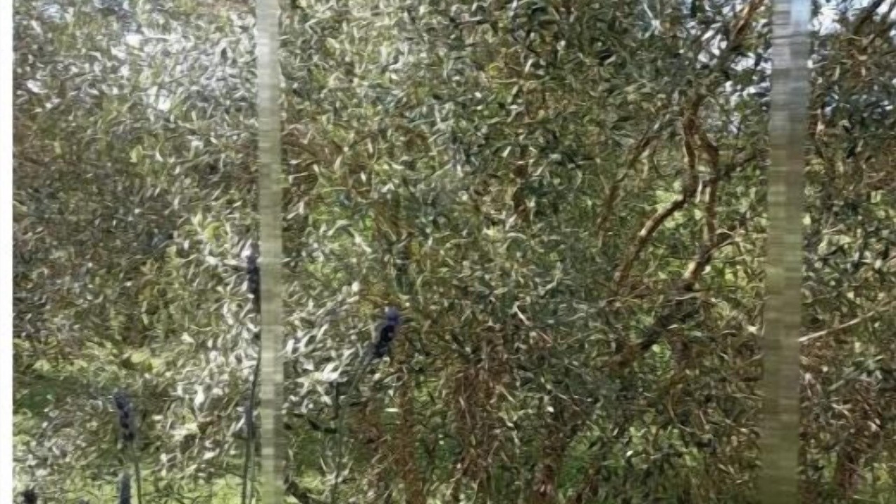 Photo of Others in Ordes