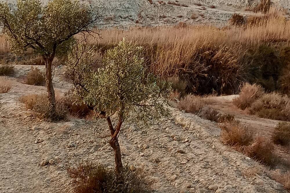 Photo of Others in Pago Aguilar Bajo