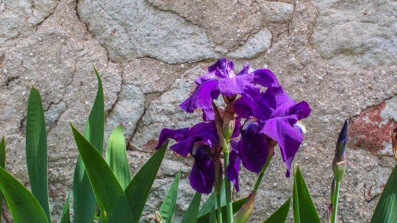Photo of Outdoor in Villanueva de Campean