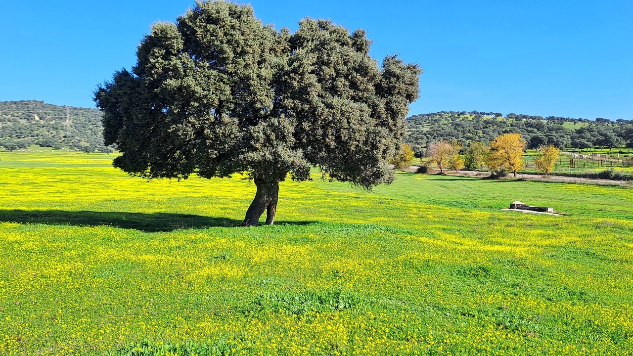 Photo of Others in Garciotum