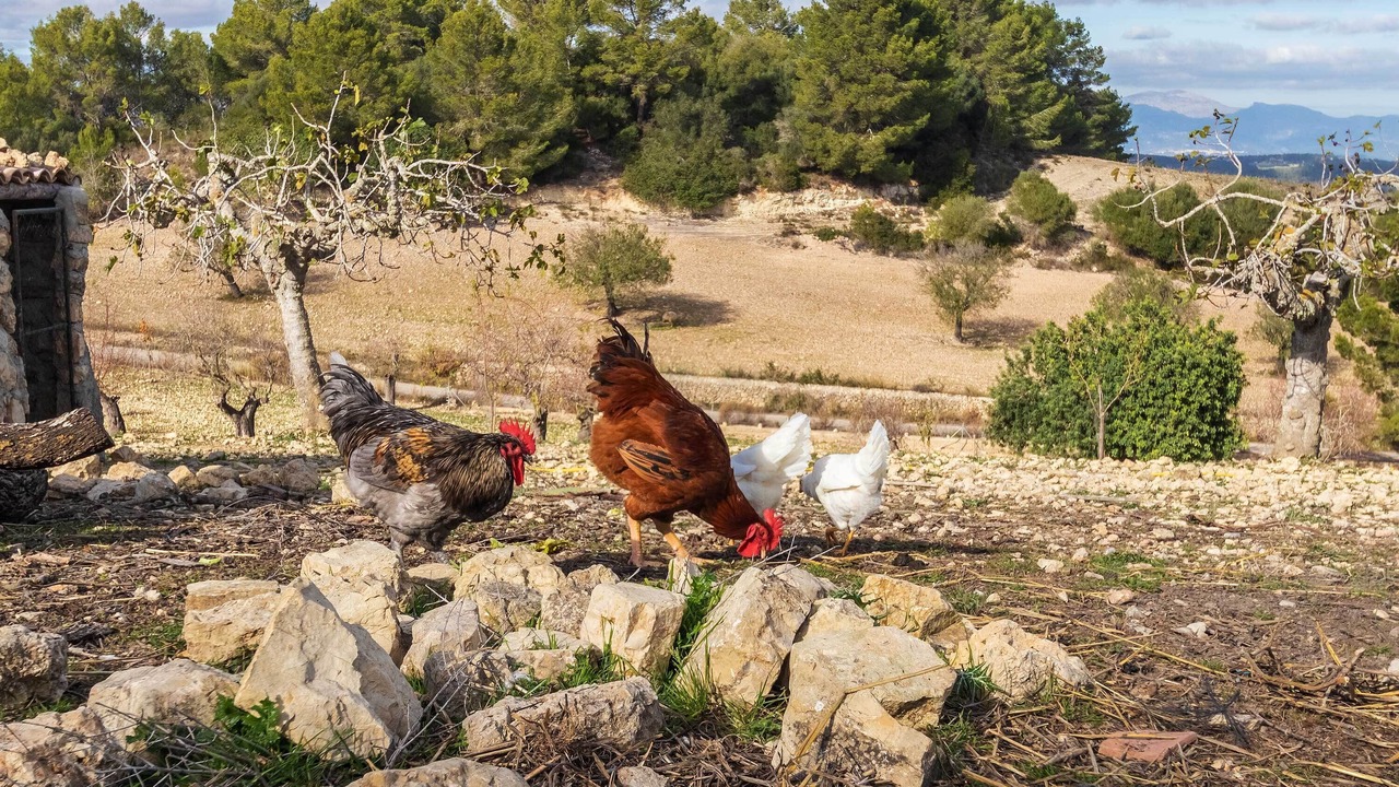 Photo of Others in Sant Joan