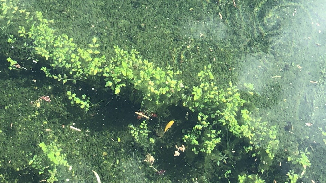Photo of Outdoor in Covelo