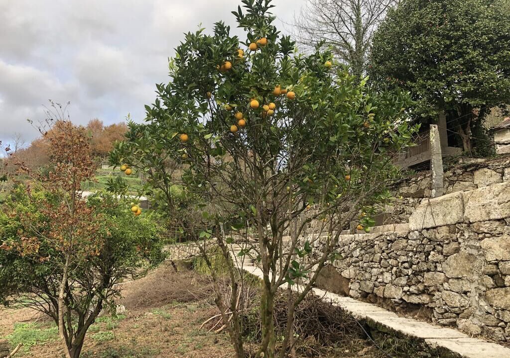 Photo of Outdoor in Covelo