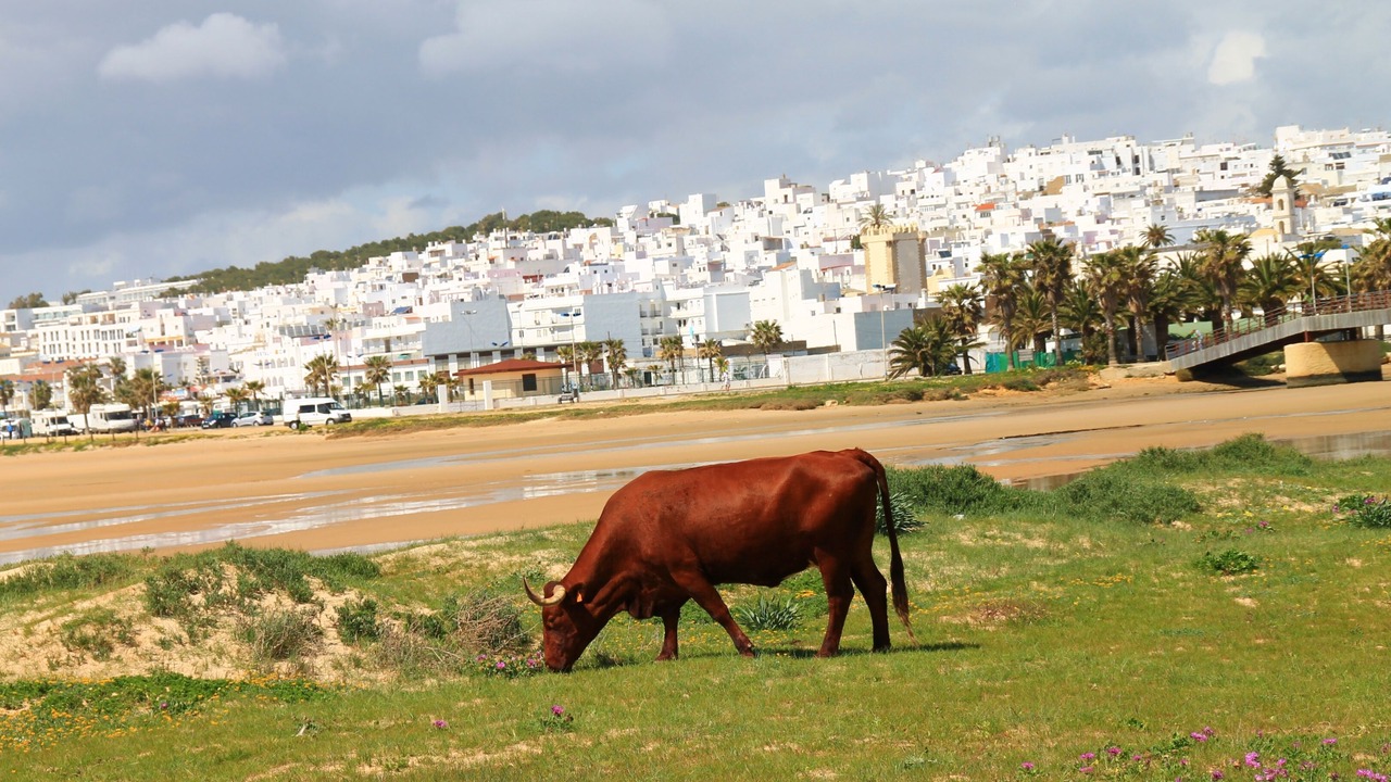 Photo of Others in Conil de la Frontera City Center