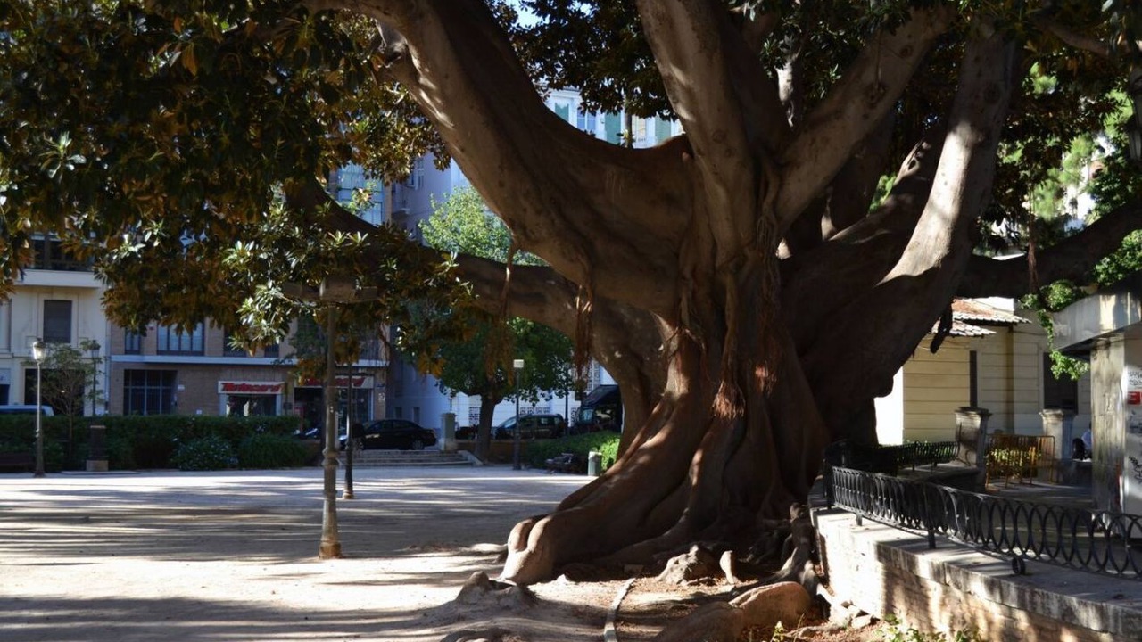 Photo of Outdoor in El Botanic