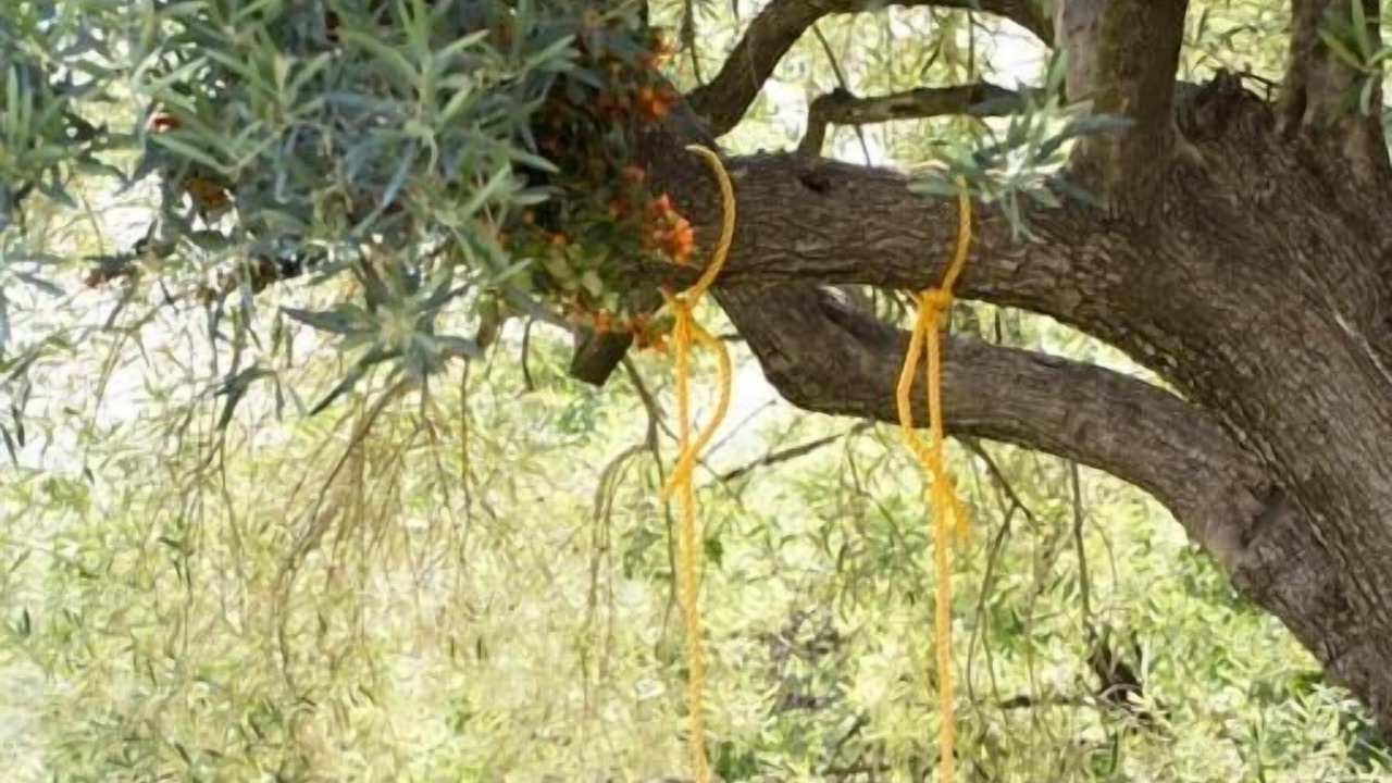Photo of Outdoor in Antequera