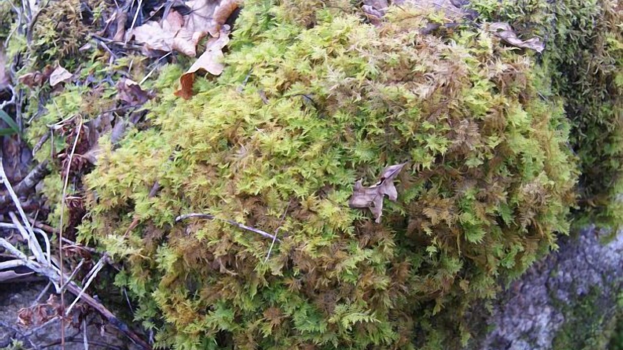 Photo of Outdoor in A Caniza