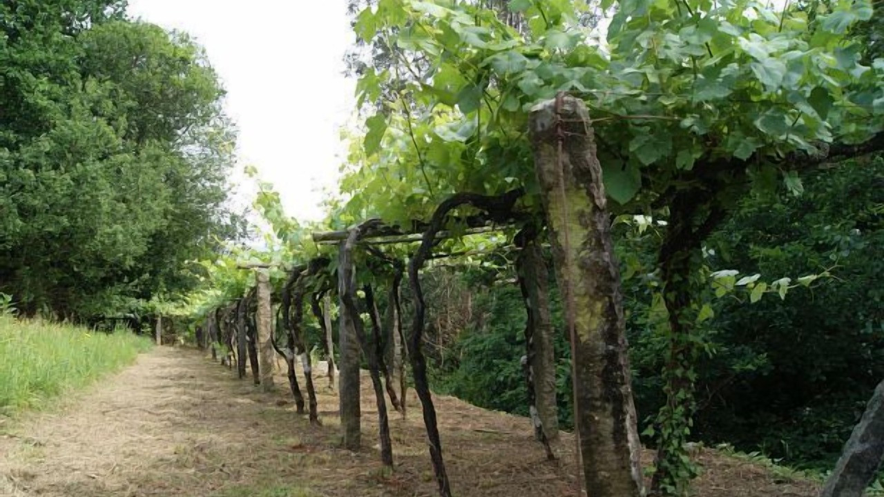 Photo of Outdoor in A Caniza
