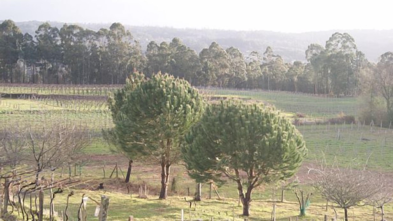 Photo of Outdoor in A Caniza