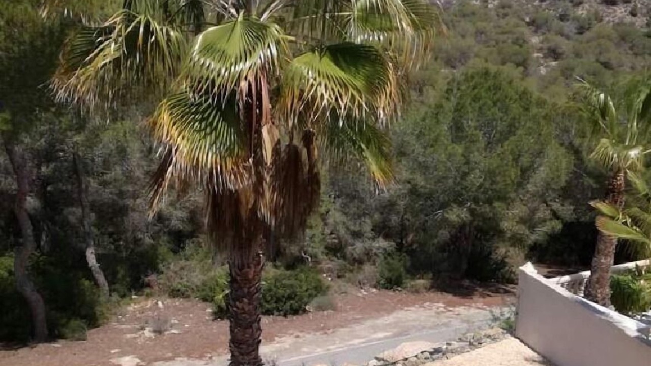 Photo of Outdoor in Orihuela Costa