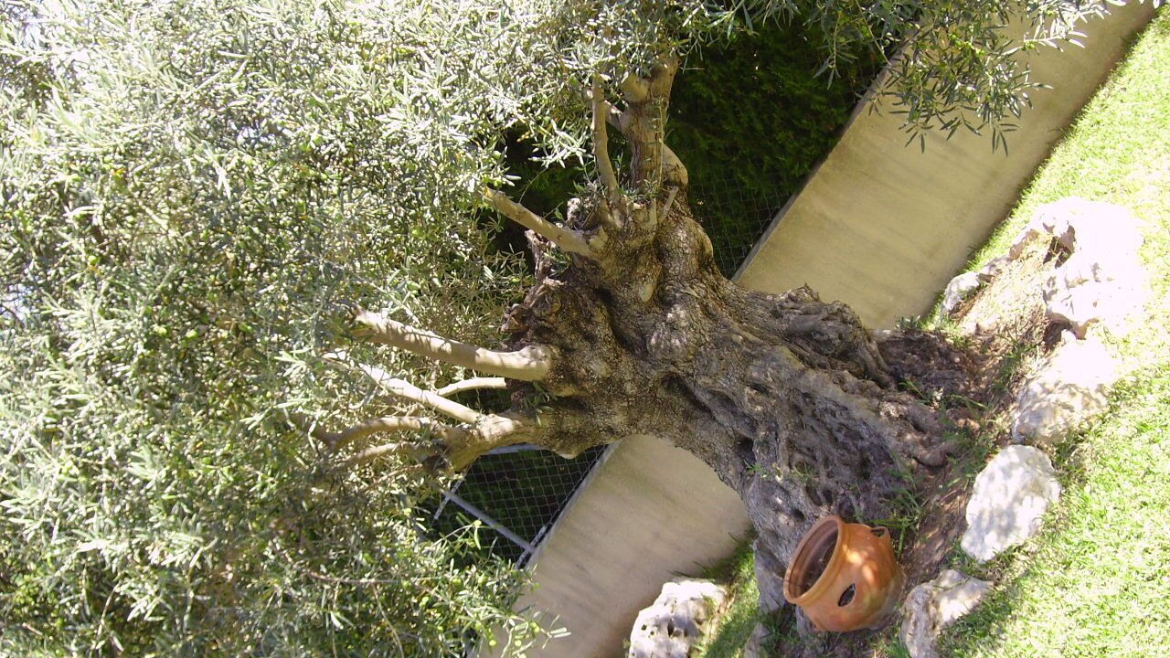 Photo of Outdoor in Javea