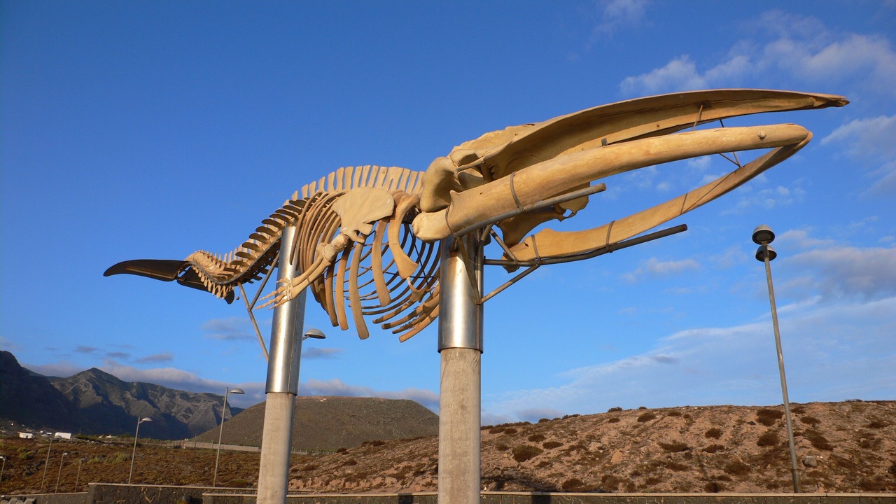 Photo of Others in Garachico