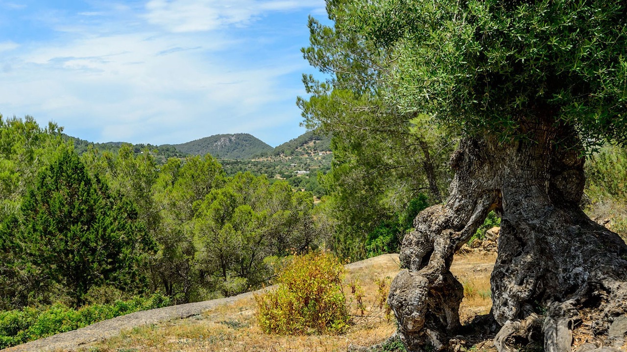 Photo of Outdoor in Sant Llorenc de Balafia