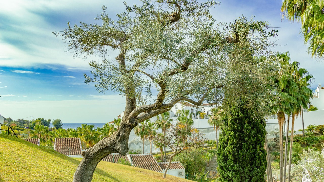 Photo of Outdoor in Oasis del Capistrano
