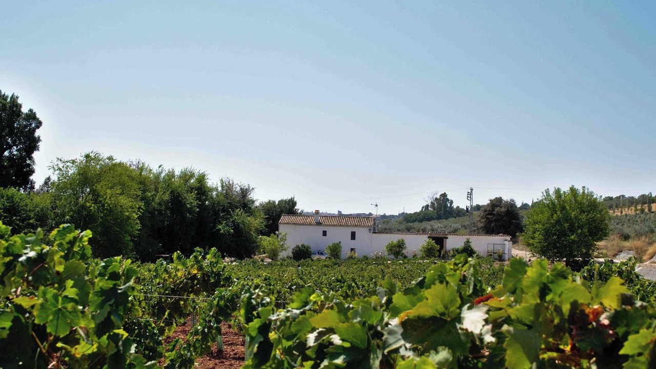 Photo of Others in Montilla