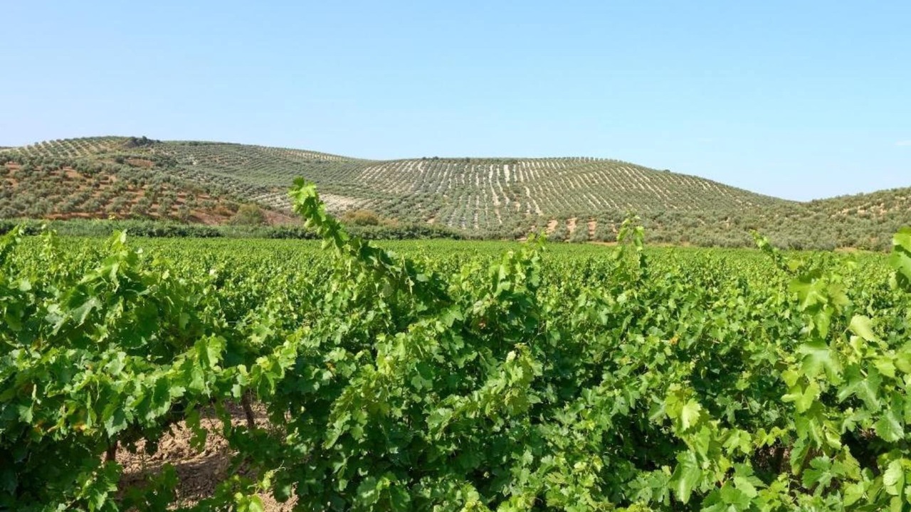 Photo of Others in Montilla