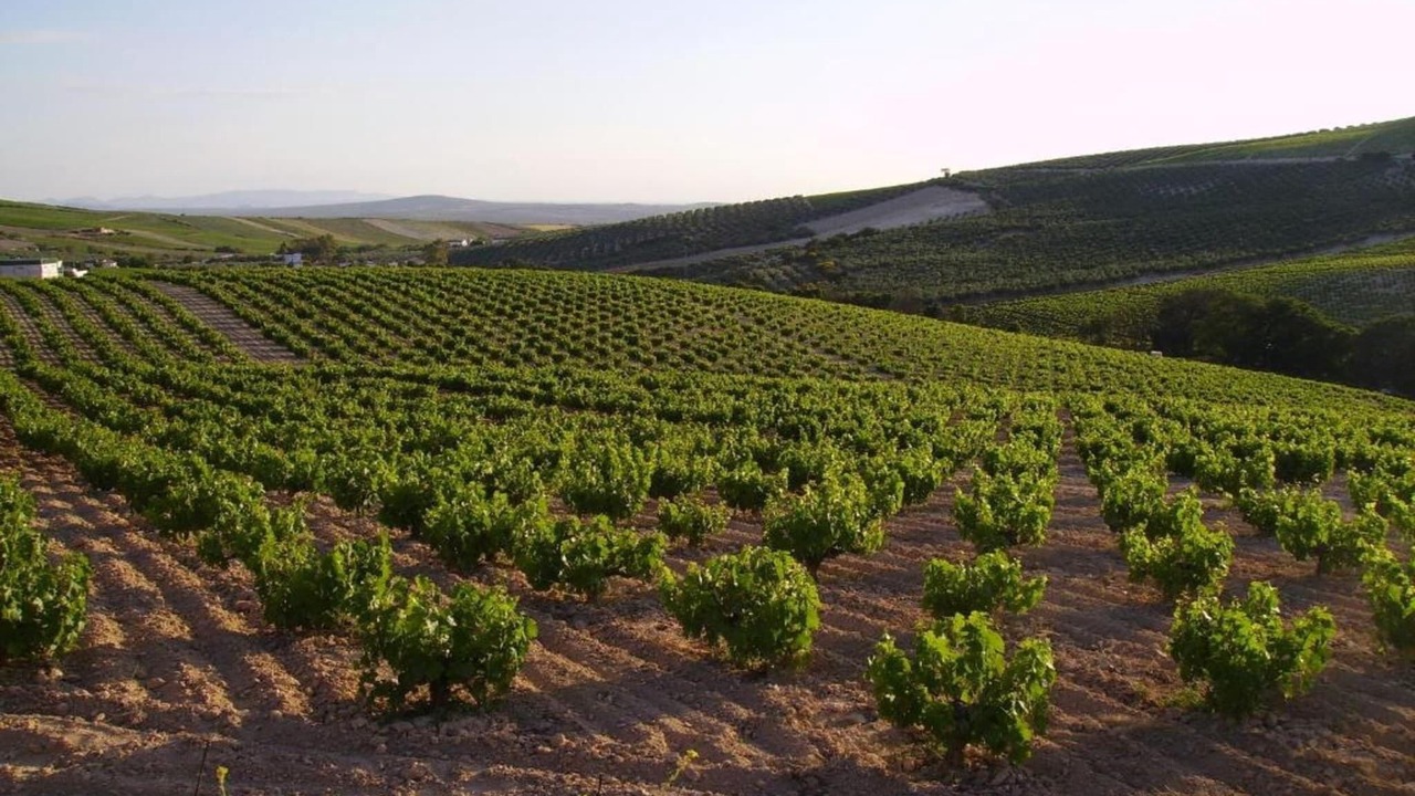 Photo of Others in Montilla