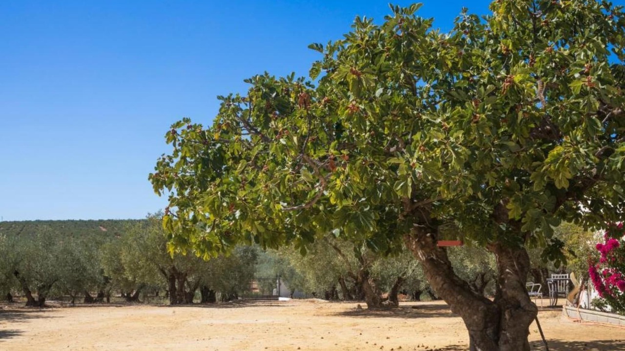 Photo of Others in Montilla