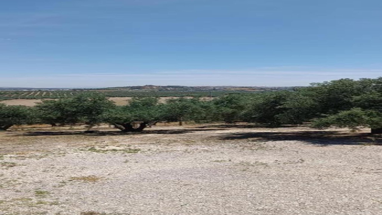 Photo of Others in Montilla