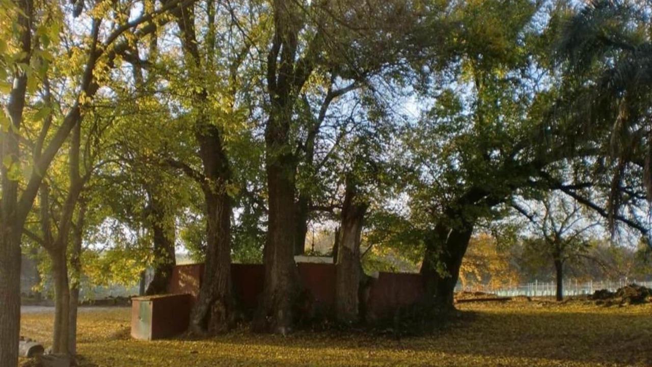 Photo of Others in Montilla