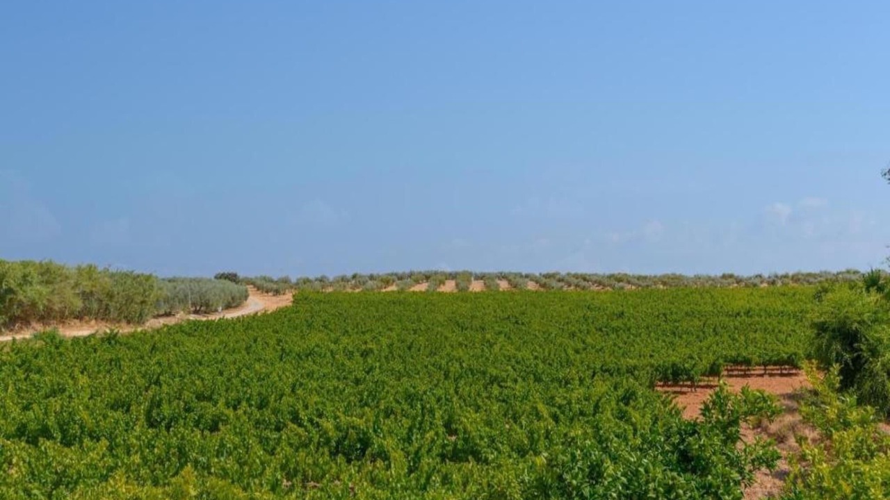Photo of Others in Montilla