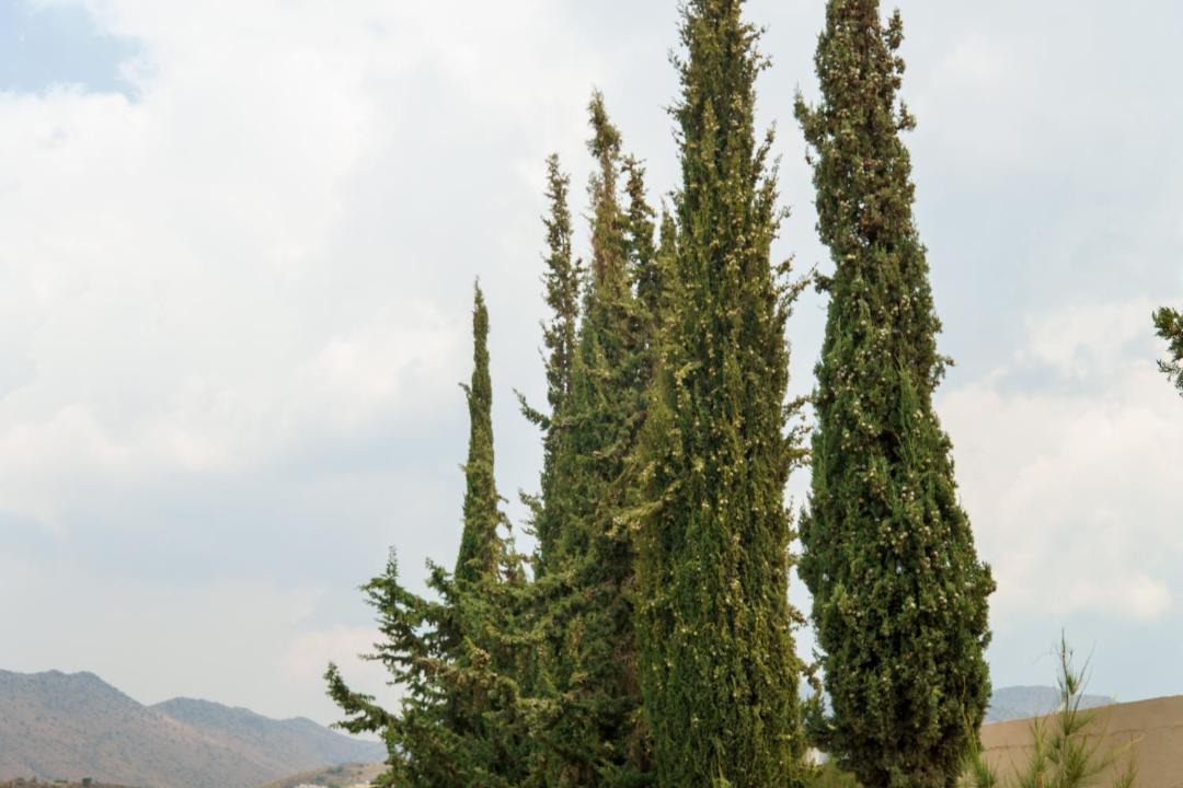 Photo of Others in 'Asir