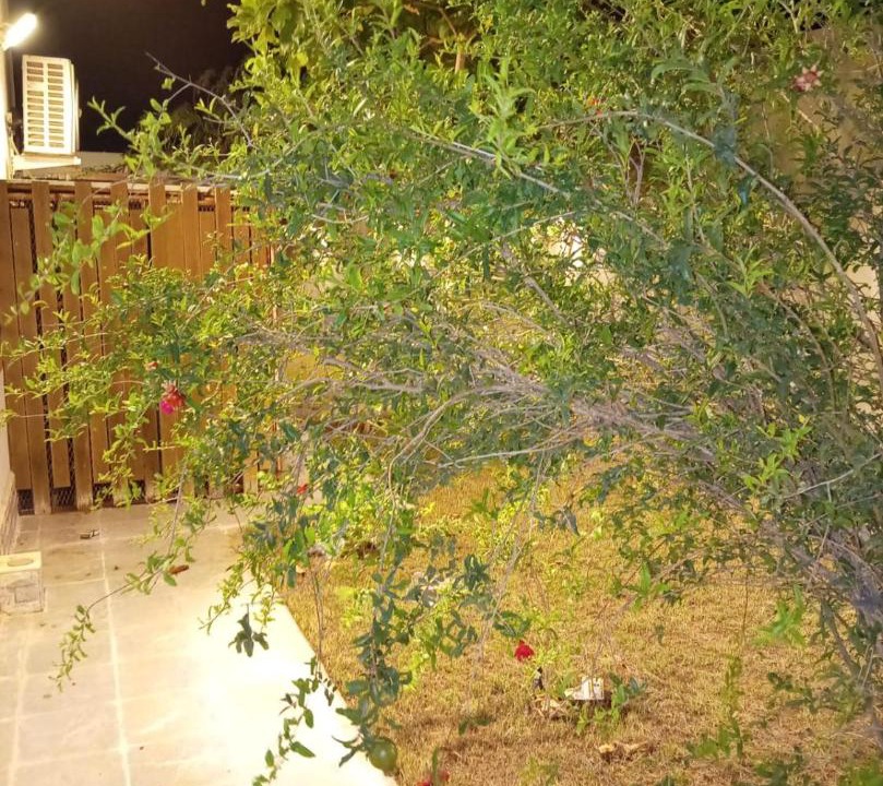 Photo of Others in Rayyis