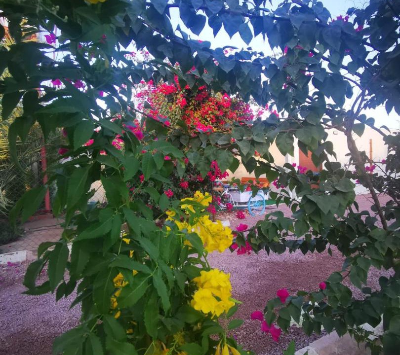 Photo of Outdoor in Bisha