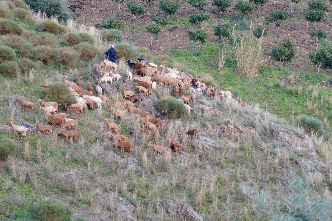 Photo of Others in El Borge