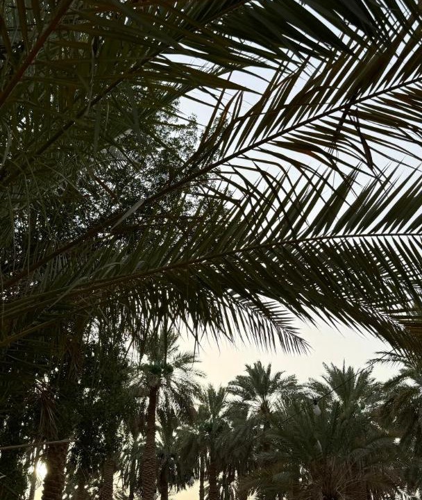 Photo of Others in Al Kharj