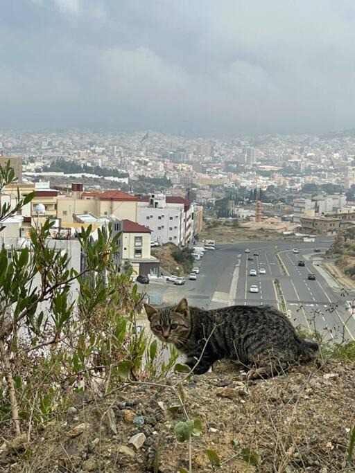 Photo of Others in Abha Al Jadidah