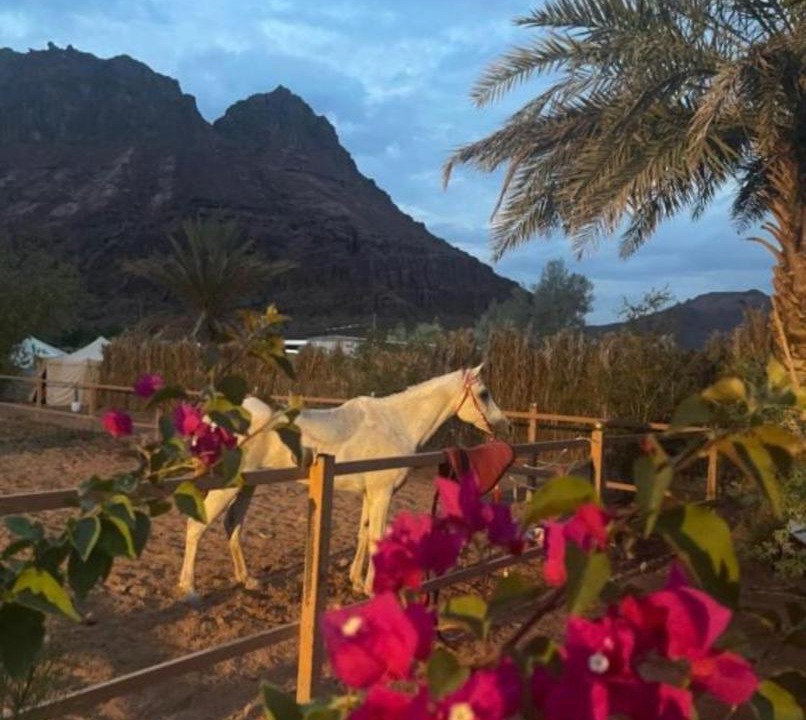 Photo of Others in AlUla