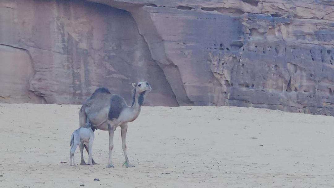 Photo of Others in AlUla