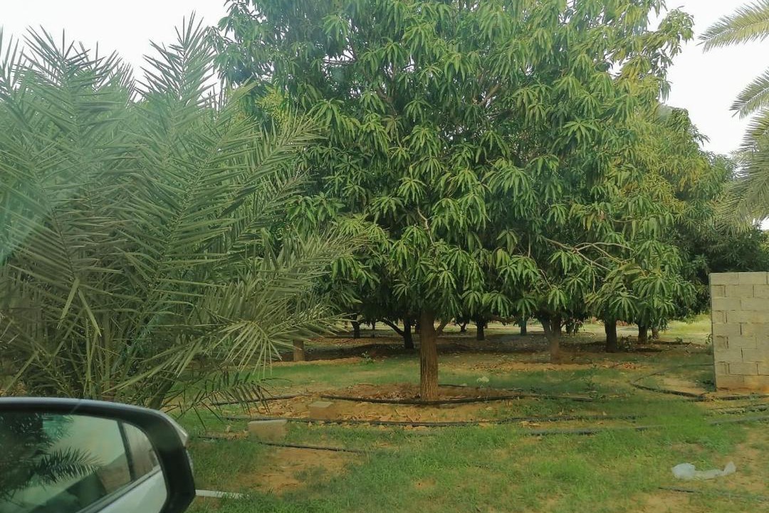 Photo of Outdoor in Almuzaylif