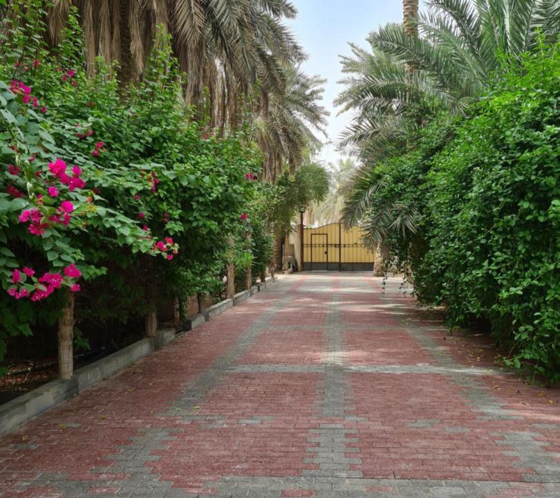 Photo of Others in Al-Hofuf
