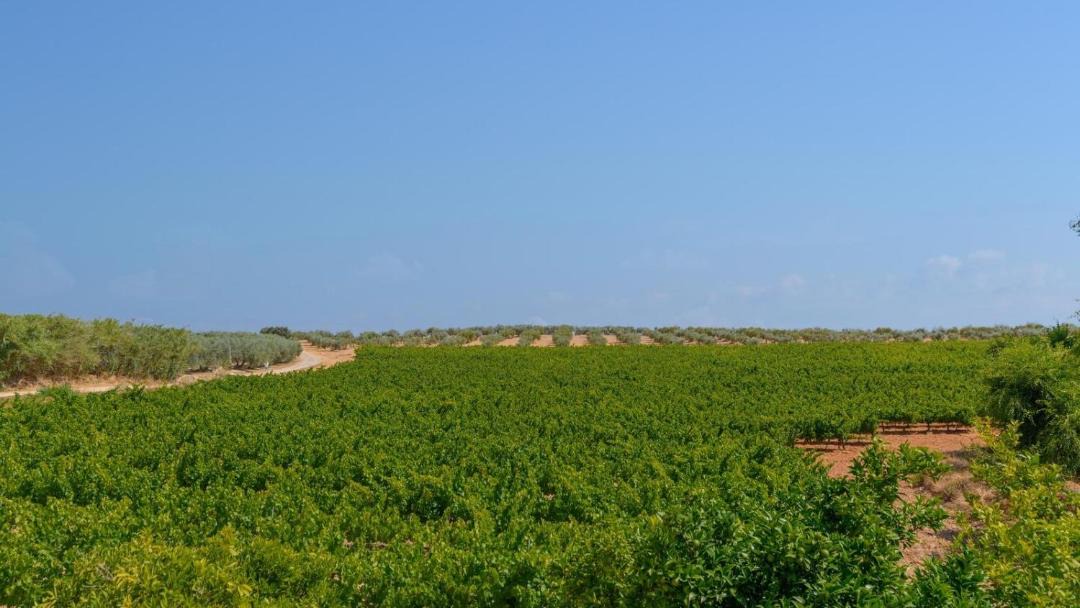 Photo of Outdoor in Montilla