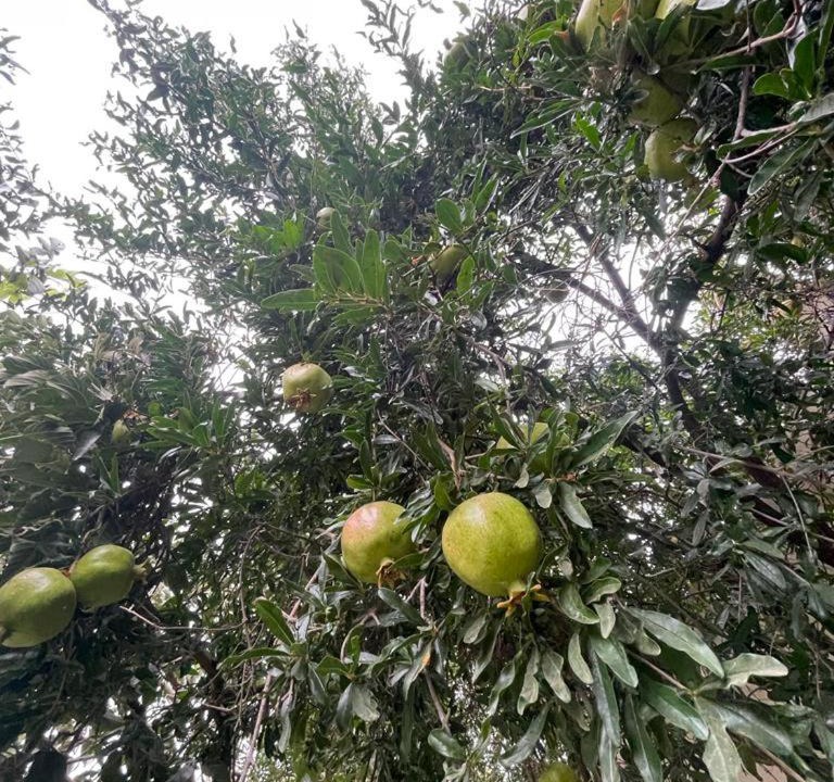 Photo of Outdoor in Jirubah