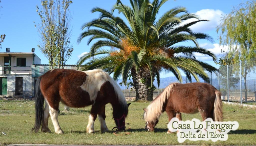 Photo of Others in Deltebre